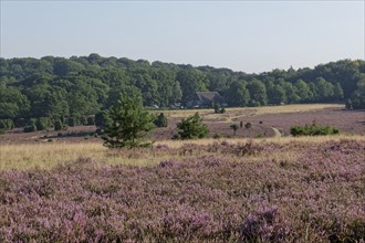 Heathland landscape and hiking trail during the heath blossom in the Lüneburg Heath nature reserve.