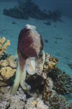 Great Blue Octopus (Octopus cyaneus), Dive Site House Reef, Mangrove Bay, El Quesir, Egypt, Red