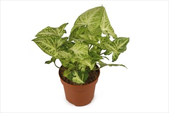 Tropical 'Syngonium Podophyllum Arrow' houseplant in flower pot isolated on white background