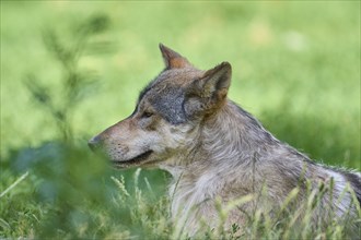 Timber Wolf (Canis lupus), adult lying, captive, Germany, Europe