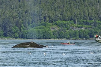 Two giant humpback whales in front of small kayak and tourist boat, Inside Passage, Juneau, Alaska,