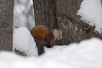 American marten (Martes americana), in the snow, on the ground, Ontario, Canada, North America