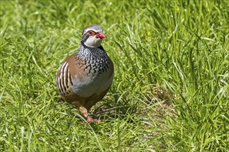 Red-legged partridge (Alectoris rufa), French partridge foraging in high grass in meadow, grassland