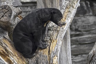 Sun bear (Helarctos malayanus) in zoo, zoological garden, native to Southeast Asia