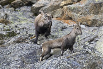 Alpine ibex (Capra ibex) male and female during the rut in rock face in winter, Gran Paradiso