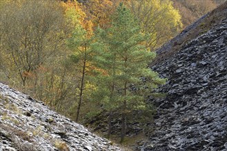 Mixed forest, pines (Pinus) and deciduous trees with autumn leaves between slate dumps, Eastern