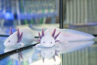 Leucistic axolotl in the CRTD Dresden