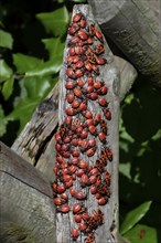 Fire bugs, firebug (Pyrrhocoris apterus), French beetle, mass assembly, Berlin, Germany, Europe