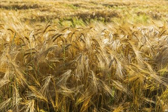 Grain field near Obercunnersdorf in Lusatia