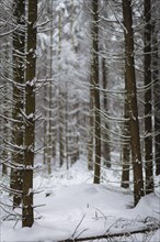 Winter in the Ore Mountains