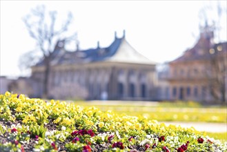 Pillnitz Palace Park. Pleasure garden first season planting with pansies