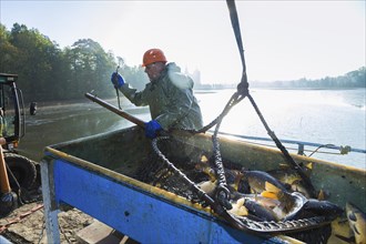 Fishing of the castle pond in Moritzburg