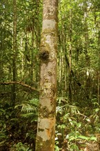 Crabwood (Carapa guianensis) tree, Meliaceae family, Manaus, Amazonia State, Brazil, South America