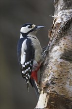 Great Spotted Woodpecker (Dendrocopos major), Greater Spotted Woodpecker male foraging on birch