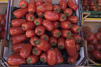 Tomatoes on a market stall, Baden-Württemberg, Germany, Europe