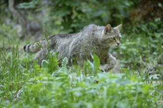 European wildcat (Felis silvestris) walking through its territory, captive, Germany, Europe