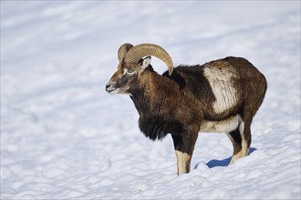 European mouflon (Ovis aries musimon) ram on a snowy meadow in the mountains in tirol, Kitzbühel,