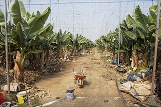 Banana plantation, Galdar, Las Palmas Province, Gran Canaria, Canary Islands, Spain, Europe