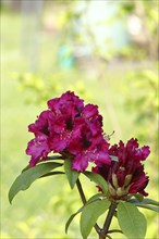 Red rhododendron (Rhododendron) flower, in a garden, Wilden, North Rhine-Westphalia, Germany,