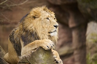 Asiatic lion (Panthera leo persica), male, lying, captive, Germany, Europe