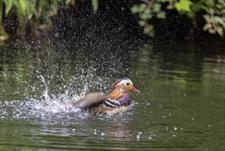 Mandarin ducks (Aix galericulata) male splashing in pond, Tiergarten, Berlin, Germany, Europe