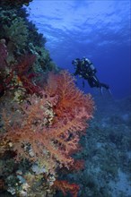 Hemprich's tree coral (Dendronephthya hemprichi), diver in background, Fury Shoals reef dive site,