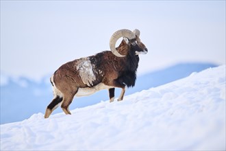 European mouflon (Ovis aries musimon) ram on a snowy meadow in the mountains in tirol, Kitzbühel,