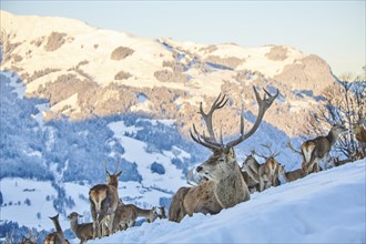 Red deer (Cervus elaphus) stag with pack on a snowy meadow in the mountains in tirol, Kitzbühel,