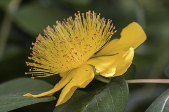 St. John's wort (Hypericum perforatum), flower, Bden-Württemberg, Germany, Europe