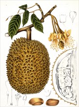 Durian (Durio zibethinus), durian tree, also called civet tree, is a species of plant within the