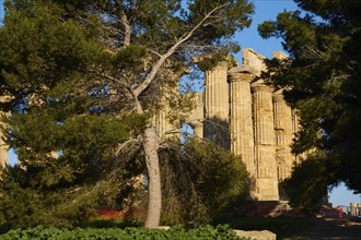 Temple E, Hera Temple, Tree, Selinunte, Archaeological Site, Temple, Southwest Sicily, Sicily,