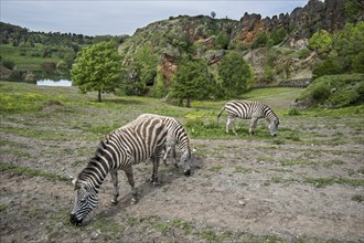 Burchell's zebras (Equus quagga burchellii) in enclosure at the Cabarceno Natural Park, Penagos,