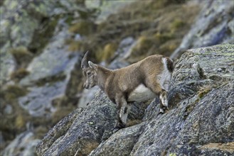 Alpine ibex (Capra ibex) young female foraging on mountain slope in winter in the Gran Paradiso