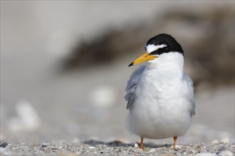 Little Tern (Sternula albifrons), adult bird on the beach, in the breeding area, Lower Saxon Wadden