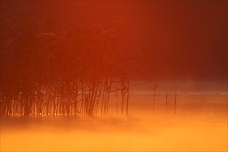 Sunrise over a lake in Mecklenburg, Müritz National Park, Mecklenburg-Vorpommern, Germany, Europe