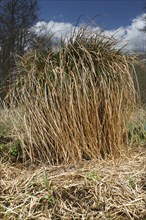 Greater tussock sedge (Carex paniculata) in spring, sour grass, tall perennial, Flusslandschaft