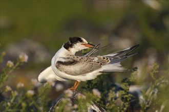 Common Tern (Sterna hirundo), immature animal, juvenile animal on a stone during plumage care,