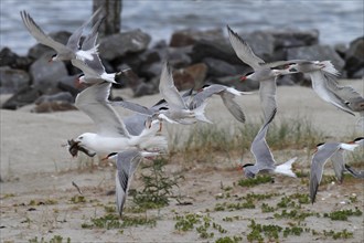 Common Tern (Sterna hirundo), joint predation defence in the colony, european herring gull (Larus