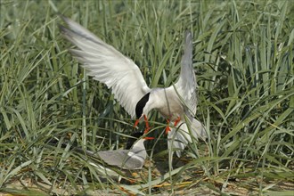 Common Tern (Sterna hirundo), territorial fight of a pair in the colony, dispute between two