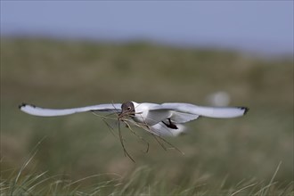 Black-headed Black-headed Gull (Chroicocephalus ridibundus), entry of nesting material in flight,