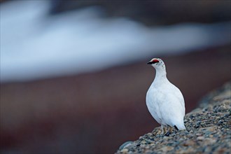 Snowcock (Lagopus muta) in winter plumage, red roses, standing on rocky ground, snow remains