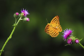 Silver-washed fritillary (Argynnis paphia), male, flying from flower of creeping thistle (Cirsium