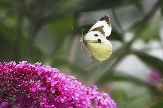 Cabbage butterfly (Pieris brassicae), flying, approaching flower of butterfly-bush (Buddleja