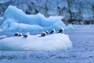 Black-legged kittiwake birds resting on a ice floe by a glacier, Svalbard, Norway, Europe