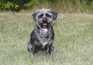 Dachshund Shih Tzu mix (Canis lupus familaris), male 4 years, sitting on the meadow, North