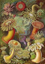 Actiniae, Sea Anemones, Art Forms of Nature, Historical, c. 1840, digitally restored reproduction