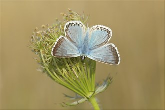 Silver-green blue (Lysandra coridon) Other animals, Insects, Butterflies, Animals, Bad Neustadt an