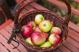 Jakob fisherman, also called Schöner vom Oberland, is a cultivar of the cultivated apple