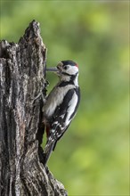 Great spotted woodpecker (Dendrocopos major), greater spotted woodpecker male foraging on tree