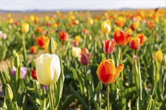 A tulip field near Oberhäslich in the Osterzgebirge, here you can pay with a cash register of your